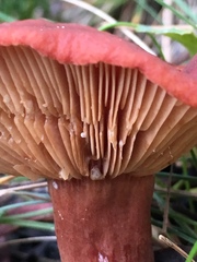 Lactarius eucalypti