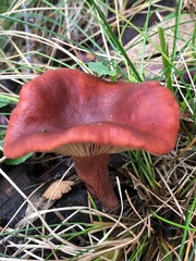 Lactarius eucalypti