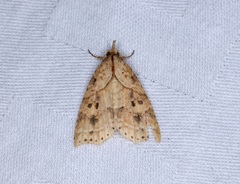 Olulis puncticinctalis