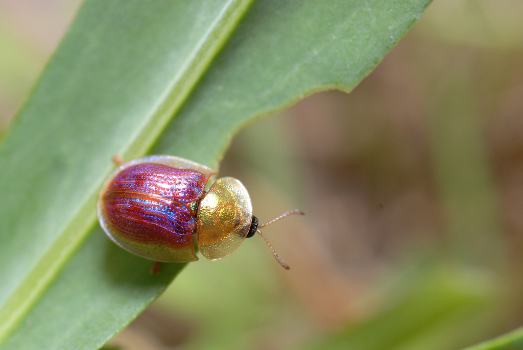 Rainbow tortoise beetle