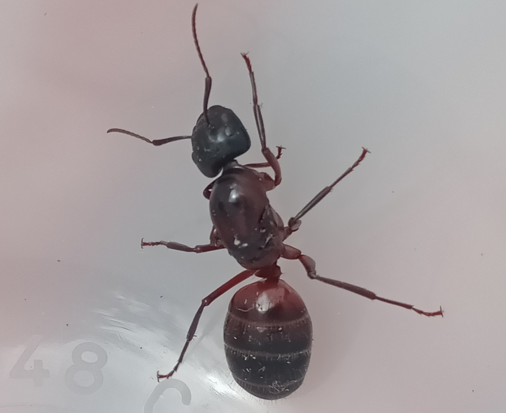 Camponotus ligniperdus ligniperdus