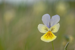 Viola lutea calaminaria
