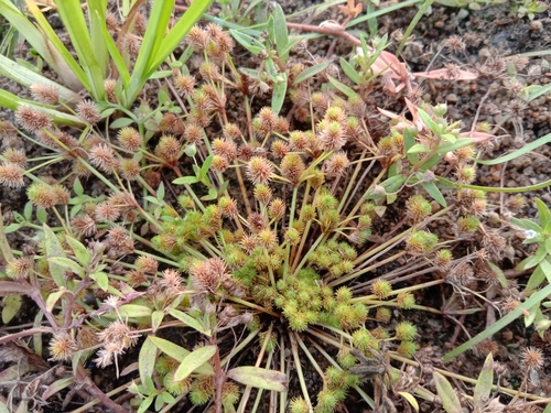 Harper's Fimbristylis (Fimbristylis dipsacea)