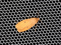 Paralithosia shaowuica