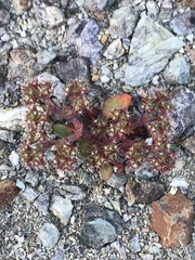 Chorizanthe aphanantha