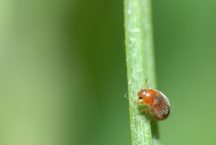 Rhyzobius litura