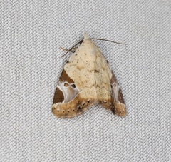 Pseudeustrotia semialba