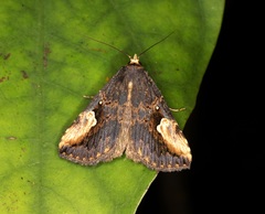 Pseudosphetta fissisigna