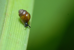 Vertigo moulinsiana