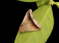 Simplicia mistacalis