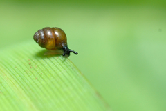 Vertigo moulinsiana