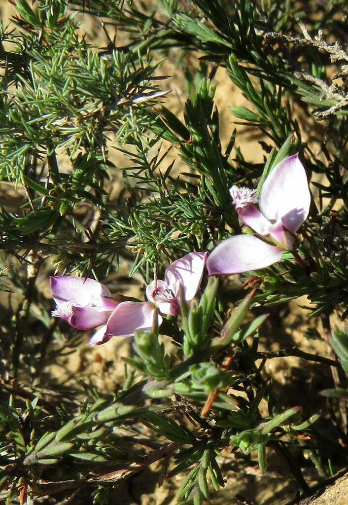 Livid Falsepea from Overberg District Municipality, South Africa on ...