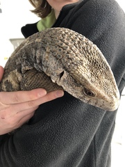 Varanus exanthematicus