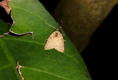 Anachrostis