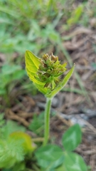 Trifolium pratense