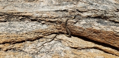 Thamnophis cyrtopsis cyrtopsis