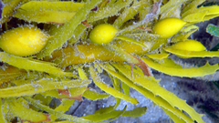 Phyllospora comosa