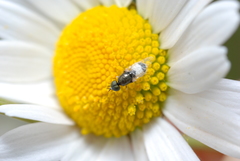 Nemotelus pantherinus