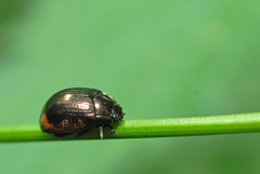 Chrysolina oricalcia