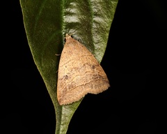 Bocula caradrinoides