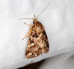 Callopistria exotica