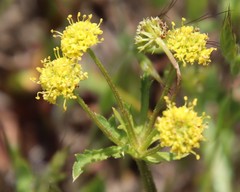 Coast Sanicle (Sanicula arguta)