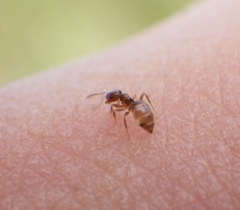 Brachymyrmex obscurior