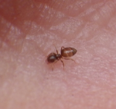 Brachymyrmex obscurior