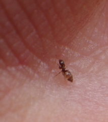 Brachymyrmex obscurior