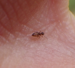 Brachymyrmex obscurior