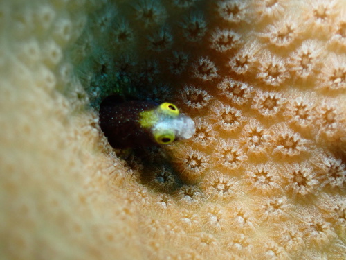 Photo of Spinyhead blenny (Acanthemblemaria spinosa)