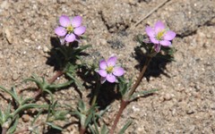 Spergularia bocconei
