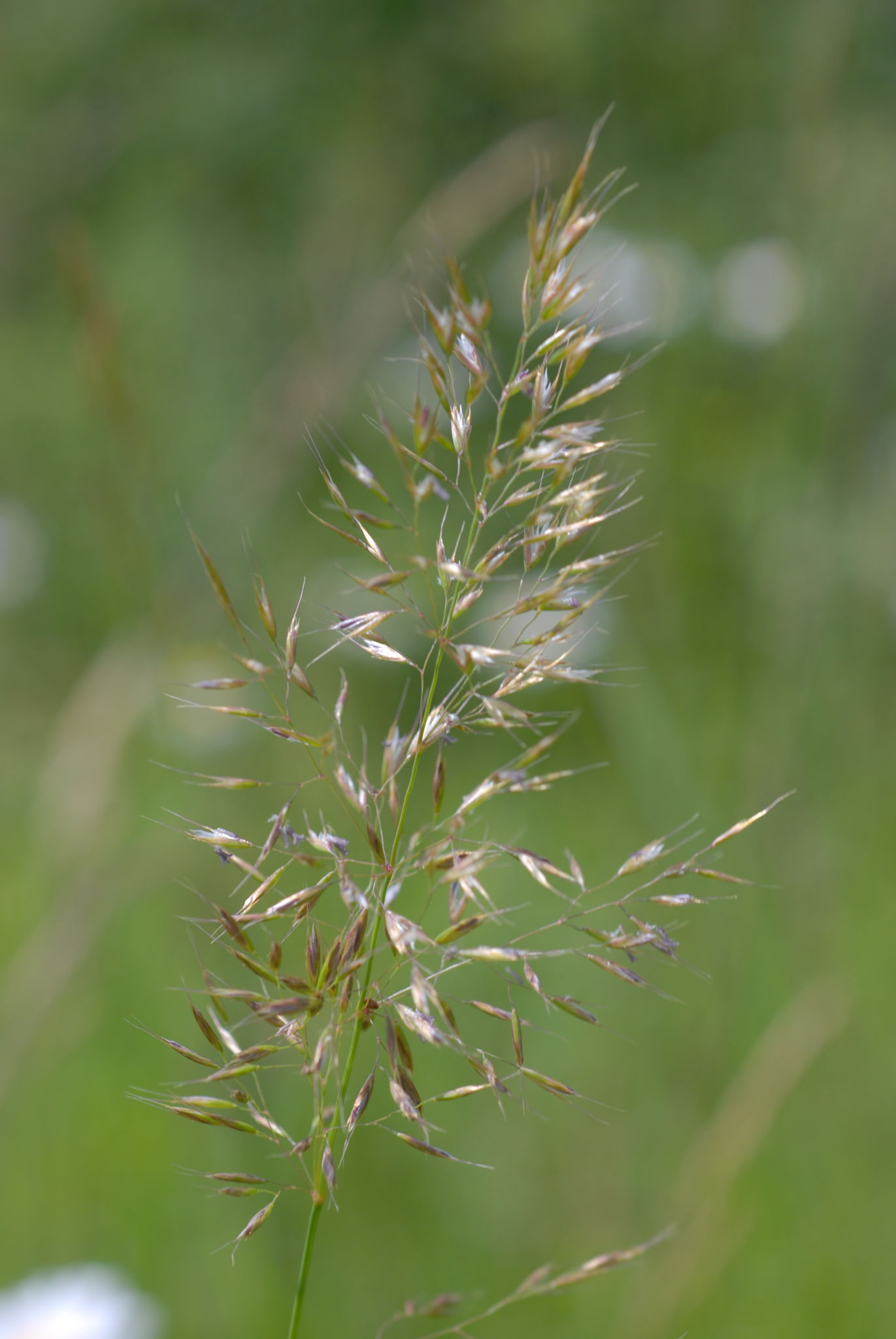 Trisetum flavescens
