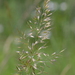 Yellow Oat-Grass - Photo (c) Gilles San Martin, some rights reserved (CC BY-SA), uploaded by Gilles San Martin