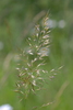 Yellow Oat-Grass - Photo (c) Gilles San Martin, some rights reserved (CC BY-SA), uploaded by Gilles San Martin