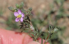 Spergularia bocconei