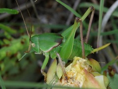 Pediodectes haldemanii