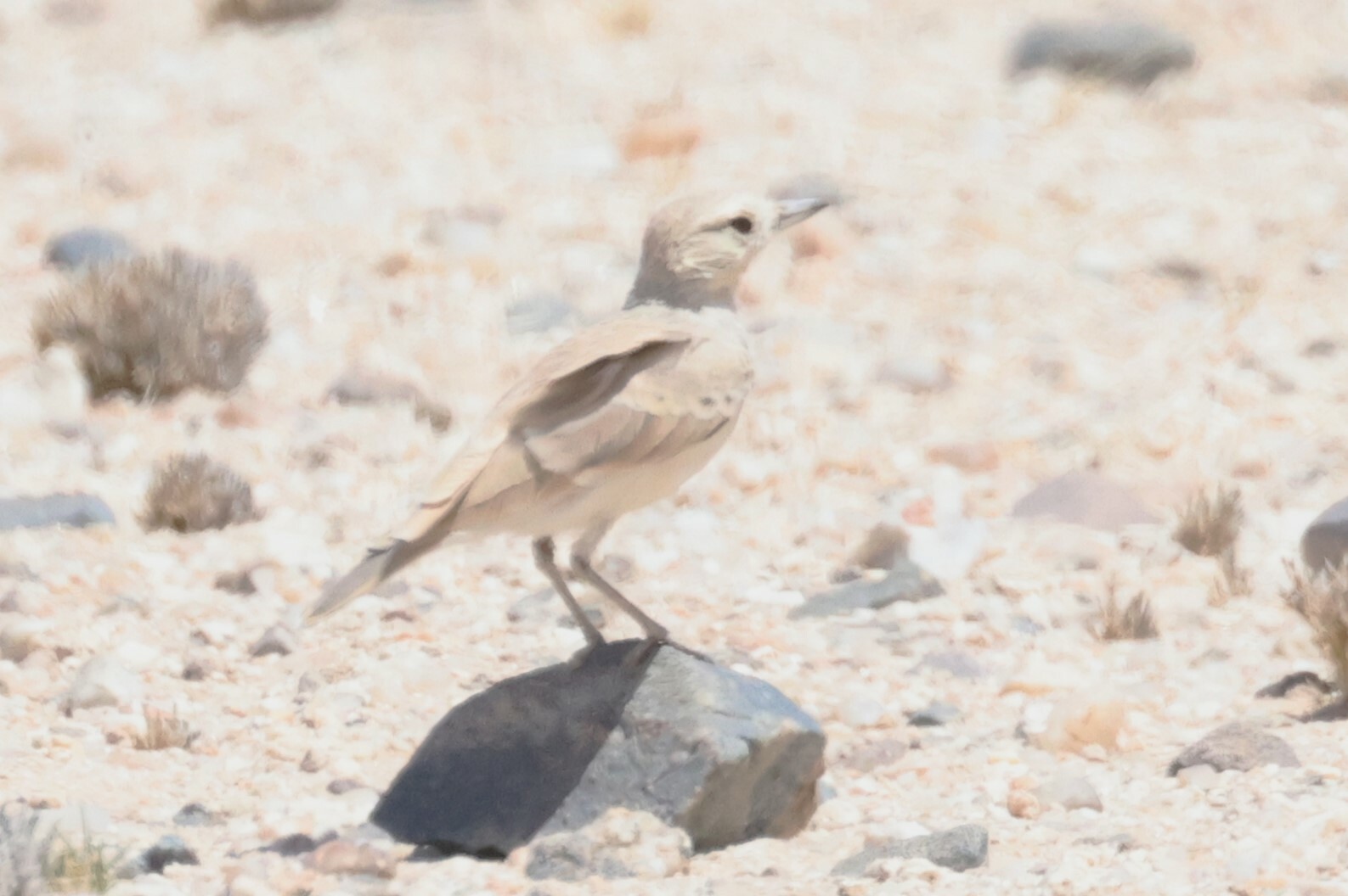 Gray's Lark (Ammomanopsis grayi), photo 4
