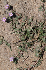 Spergularia bocconei