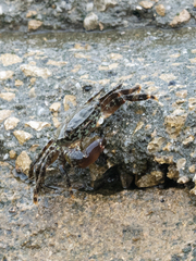 Pachygrapsus marmoratus image