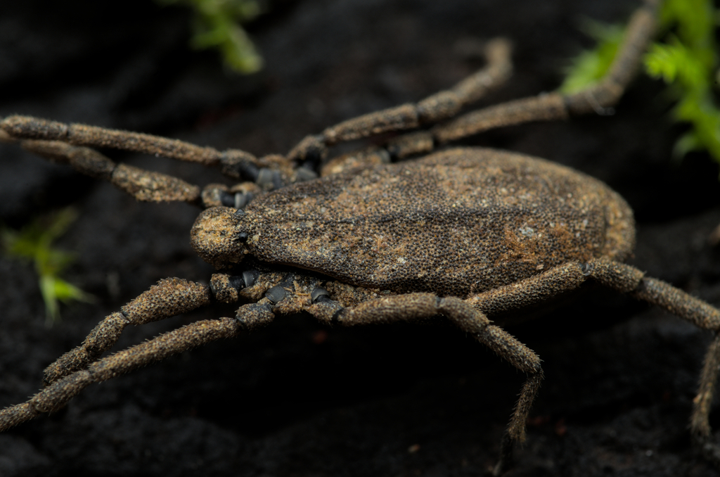 Trogulus nepaeformis