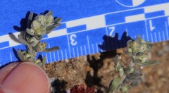 Stylocline gnaphaloides