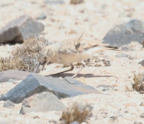 Gray's Lark (Ammomanopsis grayi), photo 5