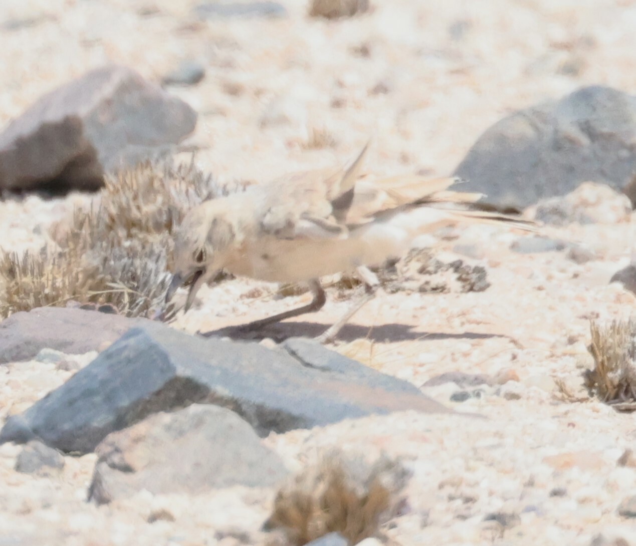 Gray's Lark (Ammomanopsis grayi), photo 5