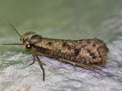 Acrolophus mortipennella