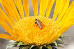 Andrena balsamorhizae