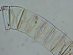 Fragilaria