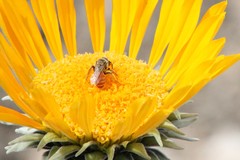 Andrena balsamorhizae