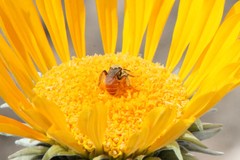 Andrena balsamorhizae