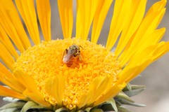 Andrena balsamorhizae